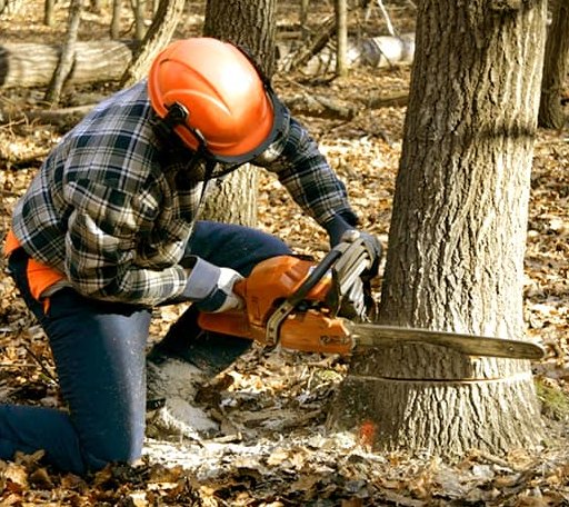 Tree Removal in Broken Arrow, OK